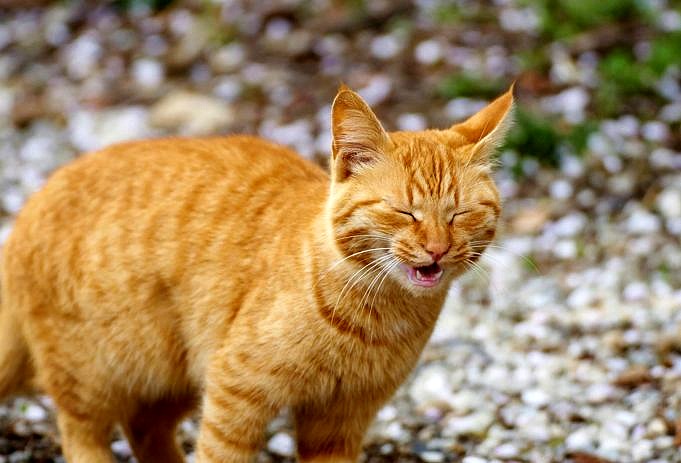 Katzenverhalten Nach Alter Werden Katzen Mit Zunehmendem Alter Zärtlicher?