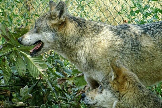Was Ist Das Beste Futter Für Einen Wolf? - Wolf Predators AKTUALISIERT